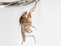 Scathophaga furcata